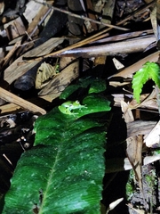 Espadarana prosoblepon