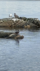 Histrionicus histrionicus