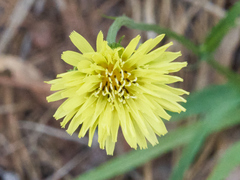 Pyrrhopappus carolinianus