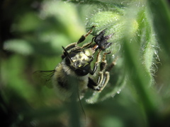Anthophora