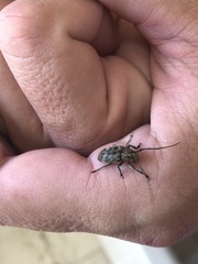 Prosoplus bankii