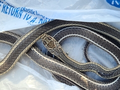 Masticophis taeniatus taeniatus