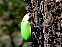 Chrysina erubescens