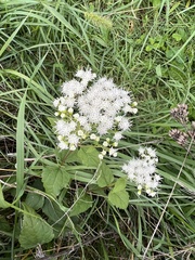 Ageratina altissima