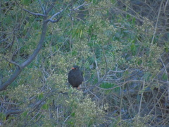 Turdus chiguanco