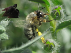 Anthophora