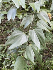 Bauhinia erythrocalyx