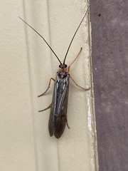 Dicosmoecus