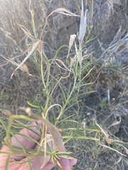 Asclepias fascicularis