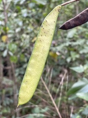 Bauhinia erythrocalyx