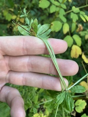 Galium rivale
