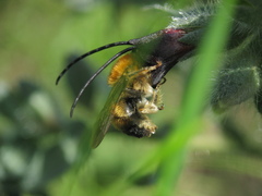Eucera