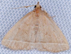 Zanclognatha marcidilinea