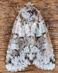 Lacinipolia implicata
