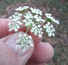 Kitagawia terebinthacea
