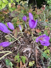 Colchicum autumnale
