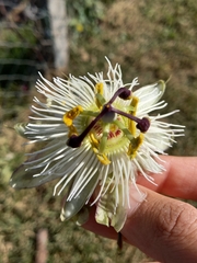 Passiflora caerulea