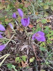 Colchicum autumnale