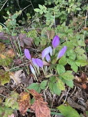 Colchicum autumnale