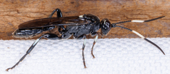 Cratichneumon