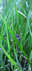 Maratus scutulatus