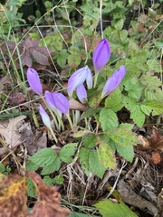 Colchicum autumnale