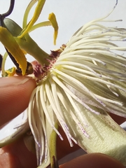 Passiflora caerulea