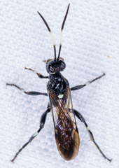 Cratichneumon