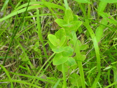 Hypericum virginicum