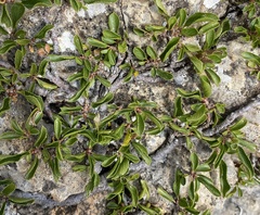 Rhamnus pumila