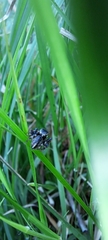 Maratus scutulatus