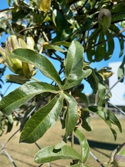 Passiflora caerulea