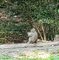 Macaca cyclopis