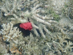 Hexabranchus sanguineus