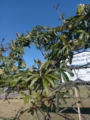 Passiflora caerulea