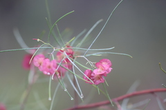 Dodonaea filifolia
