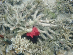 Hexabranchus sanguineus