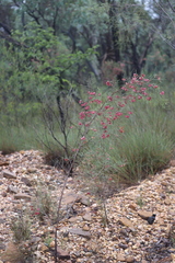 Dodonaea filifolia