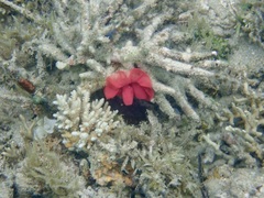 Hexabranchus sanguineus