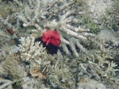 Hexabranchus sanguineus