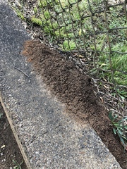 Solenopsis saevissima