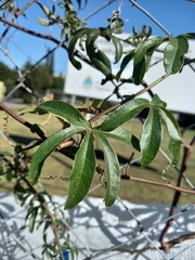 Passiflora caerulea