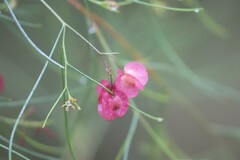 Dodonaea filifolia