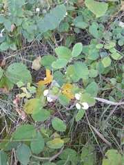 Symphoricarpos albus