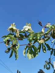 Passiflora caerulea