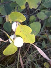 Symphoricarpos albus