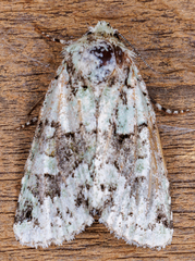 Lacinipolia implicata