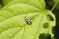 Alagoasa bipunctata perennis