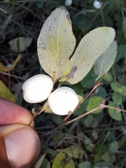 Symphoricarpos albus
