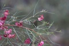 Dodonaea filifolia